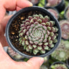 [PACK of 10 PLANTS] x Sempervivum 'Hairy Ball'