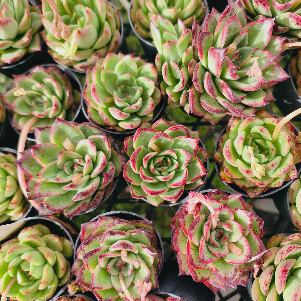Echeveria ' New York Rose'