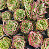 Echeveria ' New York Rose'