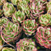 Echeveria ' New York Rose'