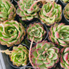 Echeveria ' New York Rose'