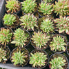 Echeveria agavoides 'Ike Soul' Crest