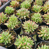 Echeveria agavoides 'Ike Soul' Crest