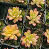 [PACK of 10 PLANTS] x  Echeveria Golden Nugget Variegated