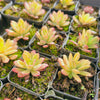 [PACK of 10 PLANTS] x  Echeveria Golden Nugget Variegated