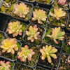 [PACK of 10 PLANTS] x  Echeveria Golden Nugget Variegated