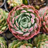 Echeveria 'Red Hole'