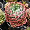Echeveria 'Red Hole'