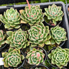 [PACK of 10 PLANTS] x Echeveria agavoides 'Del Luna'