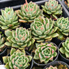 [PACK of 10 PLANTS] x Echeveria agavoides 'Del Luna'