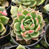[PACK of 10 PLANTS] x Echeveria agavoides 'Del Luna'