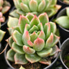 [PACK of 10 PLANTS] x Echeveria agavoides 'Del Luna'