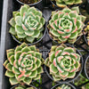 [PACK of 10 PLANTS] x Echeveria agavoides 'Del Luna'