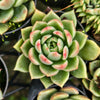 Echeveria agavoides 'Del Luna'