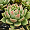 Echeveria agavoides 'Del Luna'