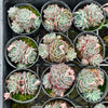 [PACK of 10 PLANTS] x Echeveria 'Halbingeri' (w/pup)