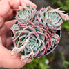 Echeveria 'Halbingeri' (w/pup)