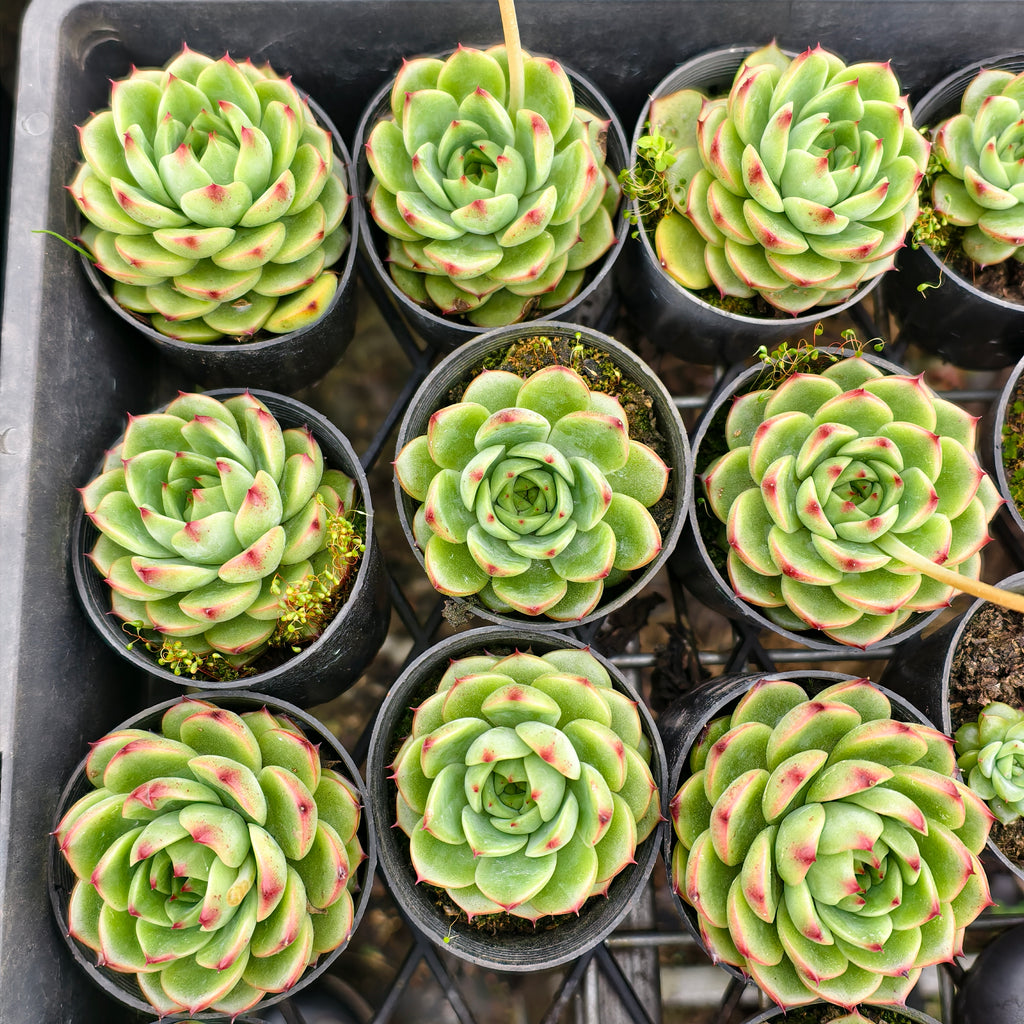 Echeveria 'Moon Stone' -  Korea Form