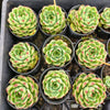 Echeveria 'Moon Stone' -  Korea Form