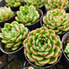 Echeveria 'Moon Stone' -  Korea Form