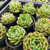 Echeveria 'Moon Stone' -  Korea Form