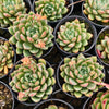 Echeveria Gemstone
