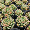 Echeveria Gemstone