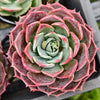 [PACK of 10 PLANTS] x Echeveria Dream Dress