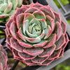 [PACK of 10 PLANTS] x Echeveria Dream Dress