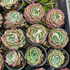 [PACK of 10 PLANTS] x Echeveria Dream Dress