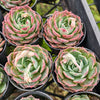 [PACK of 10 PLANTS] x Echeveria Dream Dress
