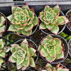 Echeveria ' New York Rose'