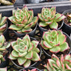 Echeveria ' New York Rose'