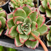 Echeveria ' New York Rose'