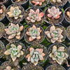 [PACK of 10 PLANTS] x xPachyveria 'Blue Mist'