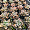 [PACK of 10 PLANTS] x xPachyveria 'Blue Mist'