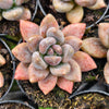 [PACK of 10 PLANTS] x xPachyveria 'Blue Mist'