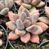 [PACK of 10 PLANTS] x xPachyveria 'Blue Mist'