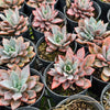 Echeveria 'Costa Brava'