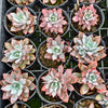Echeveria 'Costa Brava'