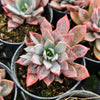 Echeveria 'Costa Brava'