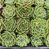 Echeveria 'Emerald Rose'