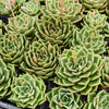 Echeveria 'Emerald Rose'