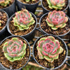 [PACK of 10 PLANTS] x  Echeveria Blue Enchantress