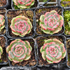 Echeveria Blue Enchantress