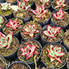 [PACK of 10 PLANTS] x Echeveria Romeo Rubin x Ebony