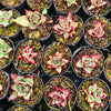 [PACK of 10 PLANTS] x Echeveria Romeo Rubin x Ebony