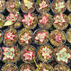 [PACK of 10 PLANTS] x Echeveria Romeo Rubin x Ebony