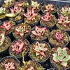 [PACK of 10 PLANTS] x Echeveria Romeo Rubin x Ebony
