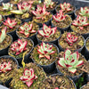 [PACK of 10 PLANTS] x Echeveria Romeo Rubin x Ebony